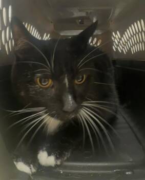 Domestic Short Hair Cats Available for Adoption in Palm Coast, Florida - Joshua | PetCurious