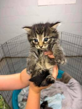 Carter -  Domestic Medium Hair Cat for Adoption in Dorr, Michigan - Carter | PetCurious