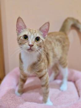 Marmalade -  Domestic Short Hair Cat for Adoption in Harrison Township, New Jersey - Marmalade | PetCurious