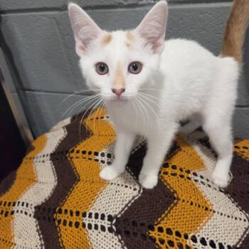 Lychee -  Domestic Short Hair and Turkish Van Cat for Adoption in Rossville, Georgia - Lychee | PetCurious