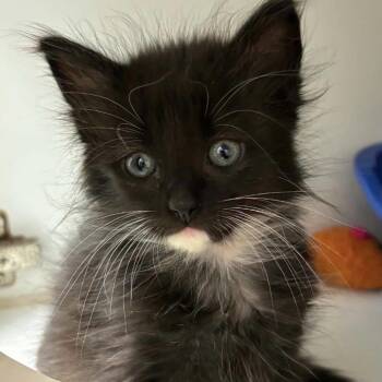 Jessina -  Domestic Long Hair Cat for Adoption in Cumming, Georgia - Jessina | PetCurious