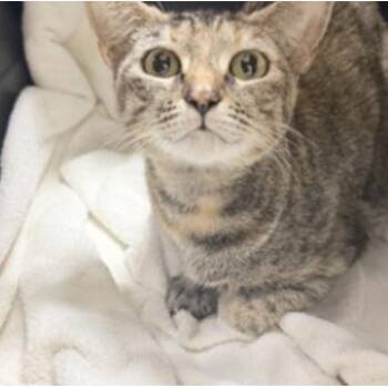 Penny -  Domestic Short Hair Cat for Adoption in Lakewood, Colorado - Penny | PetCurious