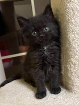 Domestic Medium Hair Cats Available for Adoption in Big Rapids, Michigan - Binx | PetCurious