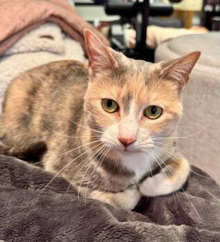 Domestic Short Hair and Tiger Cats Available for Adoption in Batavia, New York - Petco Callie | PetCurious