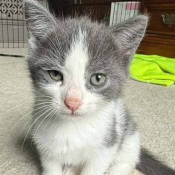 Cinder -  Domestic Short Hair Cat for Adoption in Phoenixville, Pennsylvania - Cinder | PetCurious