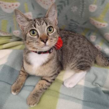 Peanut -  Domestic Short Hair and Tabby Cat Available for Adoption in Yorba Linda, California - Peanut | PetCurious
