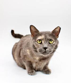 Domestic Short Hair Cats Available for Adoption in Morton Grove, Illinois - Stormy | PetCurious