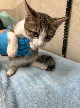 Rescue Domestic Short Hair Cats for Adoption in Honolulu, Hawaii - 59749389 | PetCurious