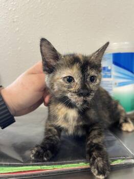 Domestic Short Hair Cats Available for Adoption in Bolivar, Missouri - Fettuccini | PetCurious