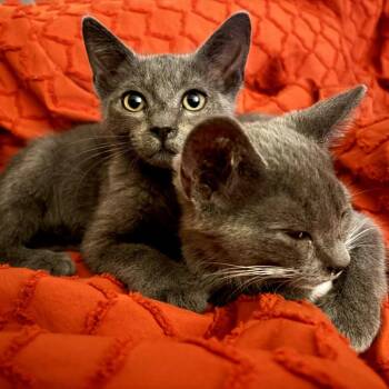 Lil Miss -  Domestic Short Hair Cat for Adoption in Los Angeles, California - Lil Miss | PetCurious