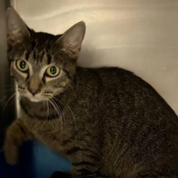 Charolais -  Domestic Short Hair Cat for Adoption in New York, New York - Charolais | PetCurious