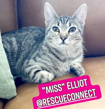 ELLIOT ("Miss Elliot") -  Domestic Short Hair Cat for Adoption in Wilmington, North Carolina - ELLIOT ("Miss Elliot") | PetCurious
