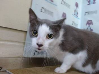 MERLIN -  Domestic Short Hair Cat for Adoption in Orlando, Florida - MERLIN | PetCurious