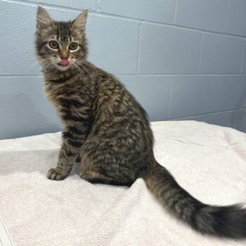 Domestic Long Hair Cats Available for Adoption in Cabot, Arkansas - Zahra | PetCurious