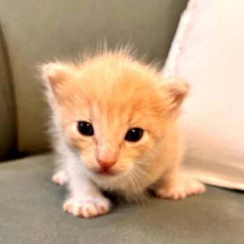 Titan -  Domestic Short Hair Cat for Adoption in Long Beach, California - Titan | PetCurious