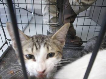 SIR CHIPLEY -  Domestic Short Hair Cat for Adoption in Ocala, Florida - SIR CHIPLEY | PetCurious