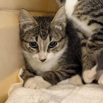 Mercury -  Domestic Short Hair Cat for Adoption in Wilmington, Delaware - Mercury | PetCurious