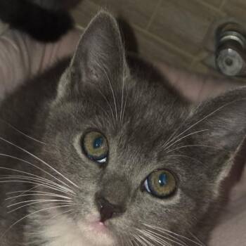 Smokey -  Domestic Short Hair Cat for Adoption in Bel Air, Maryland - Smokey | PetCurious