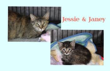 Domestic Short Hair Cats Available for Adoption in Rockford, Illinois - Jessie & Janey | PetCurious