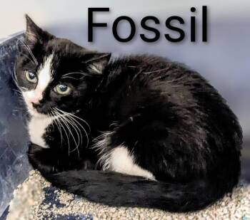 Rescue Domestic Short Hair Cats for Adoption in Binghamton, New York - Fossil | PetCurious