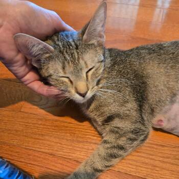 Domestic Short Hair Cats Available for Adoption in Richmond, Virginia - Art Deco | PetCurious
