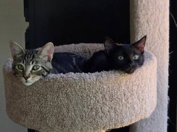 Rescue Domestic Short Hair Cats for Adoption in Campbell, California - Clifford And Clyde (bonded Pair) | PetCurious