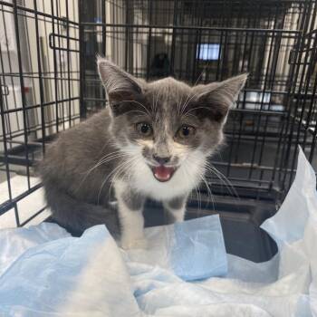Dollhouse -  Domestic Short Hair Cat for Adoption in Westminster, California - Dollhouse | PetCurious