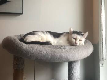 Rescue Domestic Short Hair Cats for Adoption in Burnaby, British Columbia - Geneva | PetCurious