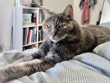 Annie - Affection Accomplice -  Torbie and Domestic Short Hair Cat Available for Adoption in San Luis Obispo, California - Annie - Affection Accomplice | PetCurious