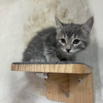 Sushi -  Domestic Short Hair Cat for Adoption - Sushi | PetCurious