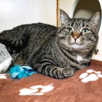 Domestic Short Hair Cats Available for Adoption - Barry | PetCurious