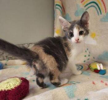Rapunzel -  Domestic Short Hair Cat for Adoption in Bucyrus, Ohio - Rapunzel | PetCurious