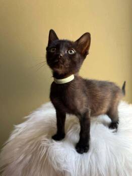 Chips Ahoy -  Domestic Short Hair Cat for Adoption in Tucson, Arizona - Chips Ahoy | PetCurious