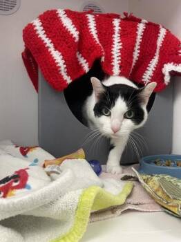 Westley -  Domestic Short Hair Cat for Adoption in Gwinn, Michigan - Westley | PetCurious