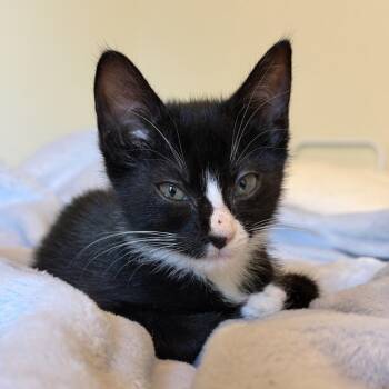Maxine -  Domestic Short Hair Cat for Adoption in Bentonville, Arkansas - Maxine | PetCurious