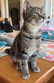 Rocky Road -  Tabby Cat for Adoption in Bentonville, Arkansas - Rocky Road | PetCurious