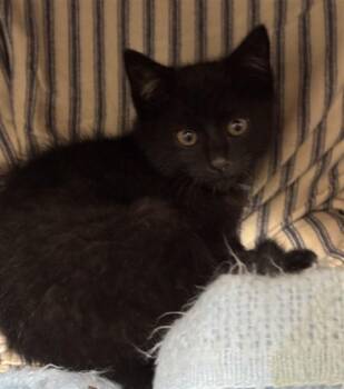 RECESS -  Domestic Short Hair Cat for Adoption in Boston, Massachusetts - RECESS | PetCurious