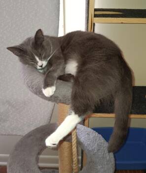 Domestic Short Hair Cats Available for Adoption - Georgie | PetCurious