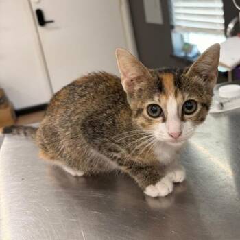 Unique -  Domestic Short Hair Cat for Adoption in Livingston, Texas - Unique | PetCurious