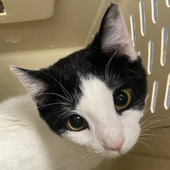 Rescue Domestic Short Hair Cats for Adoption in Allentown, Pennsylvania - Domino | PetCurious
