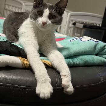 Rex -  Domestic Short Hair Cat Available for Adoption in Mesquite, Texas - Rex | PetCurious