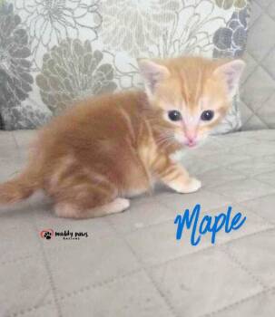 Sugar House Kittens:  Maple -  Domestic Short Hair Cat for Adoption in Council Bluffs, Iowa - Sugar House Kittens:  Maple | PetCurious