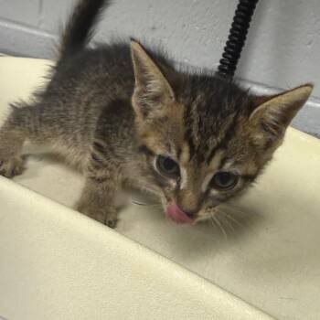 Nutmeg -  Domestic Short Hair Cat for Adoption in Greenville, South Carolina - Nutmeg | PetCurious