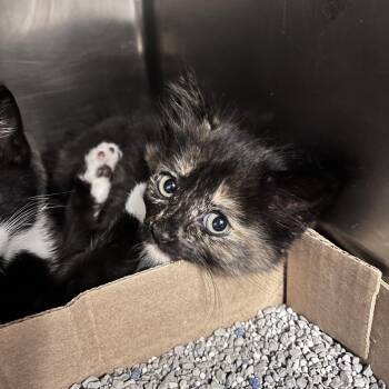 Domestic Medium Hair Cats Available for Adoption in Charleston, West Virginia - Habanero | PetCurious