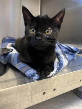 Domestic Short Hair Cats Available for Adoption in Roseville, California - Cowlick | PetCurious