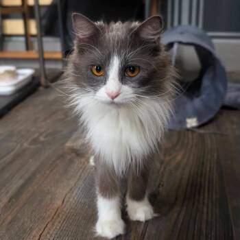 Laverne ARC26 - 108 -  Domestic Medium Hair Cat for Adoption in Akron, New York - Laverne ARC26 - 108 | PetCurious