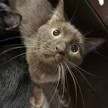 Swiss Miss -  Domestic Short Hair Cat for Adoption in Des Moines, Iowa - Swiss Miss | PetCurious