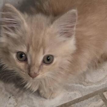 Pork Chop and Twilight -  Domestic Long Hair Cat for Adoption in Lawrenceville, Georgia - Pork Chop And Twilight | PetCurious
