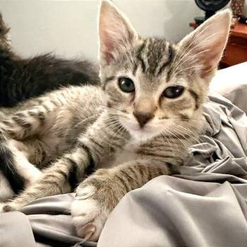 Madrigal -  Domestic Short Hair Cat for Adoption in Pleasant Hill, California - Madrigal | PetCurious