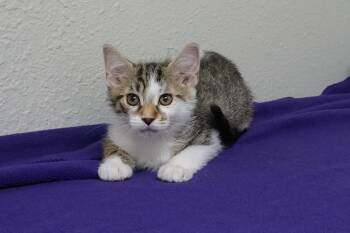 Domestic Short Hair Cats Available for Adoption in Fountain Hills, Arizona - Abalone | PetCurious